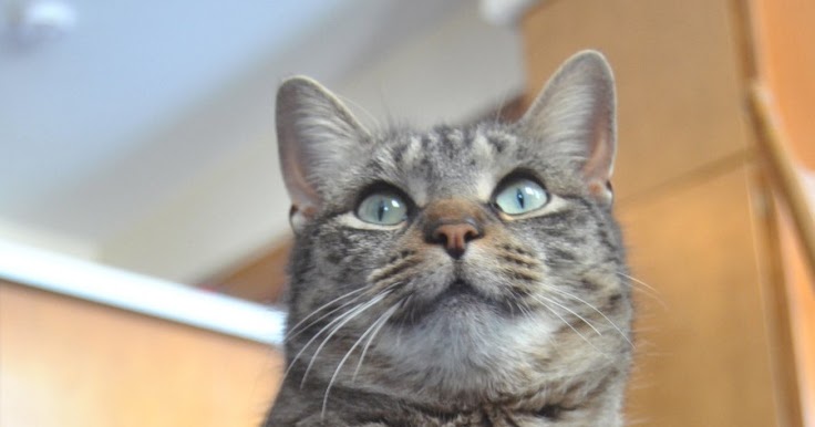 Size and Weight of American Shorthair - Annie Many