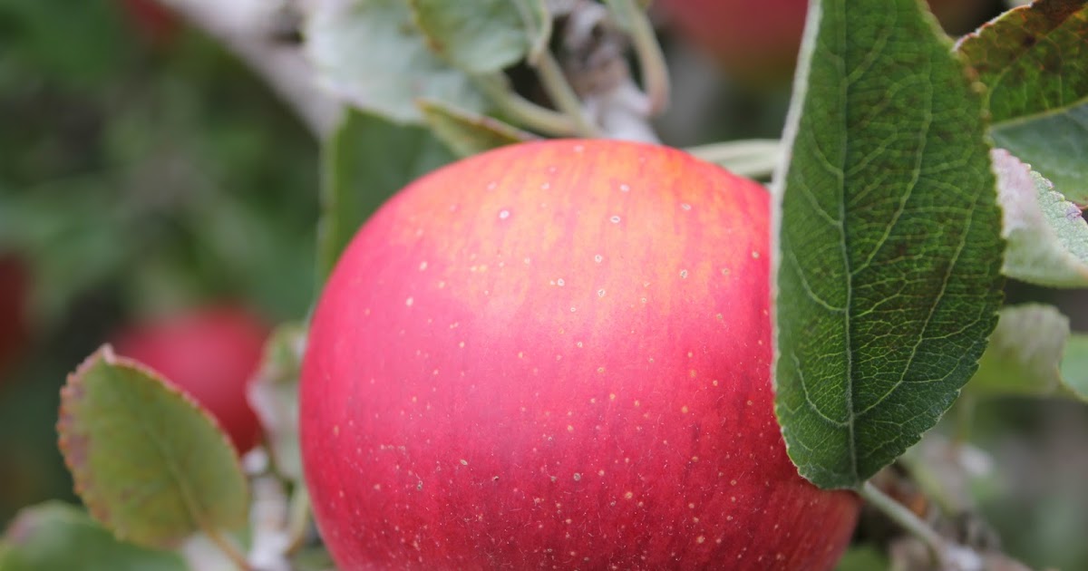 Convergence Apple Picking in the Adelaide Hills what joy!