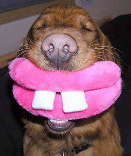Funny Dog Pictures