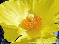 Hunnemannia fumariifolia