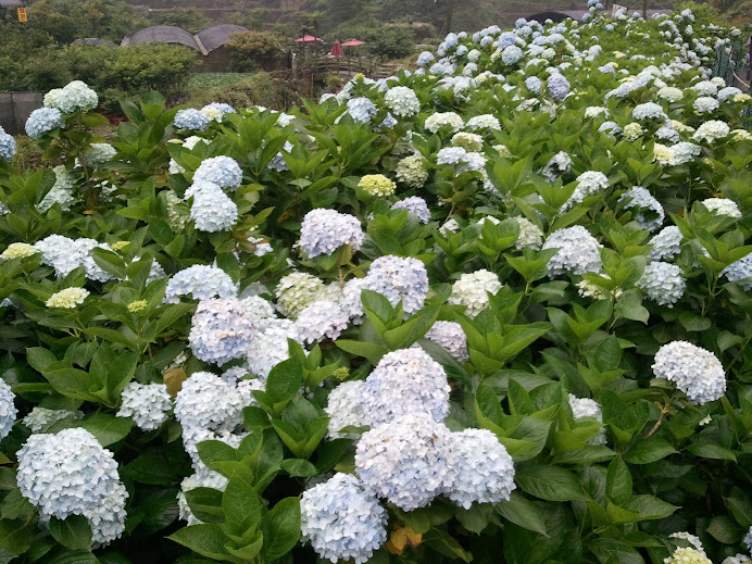 草山竹仔湖AJISAI紫陽花