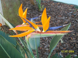 Bird of Paradise