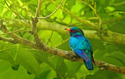 Fotografías de aves exóticas by Sasi Smit (pajarillos de colores)