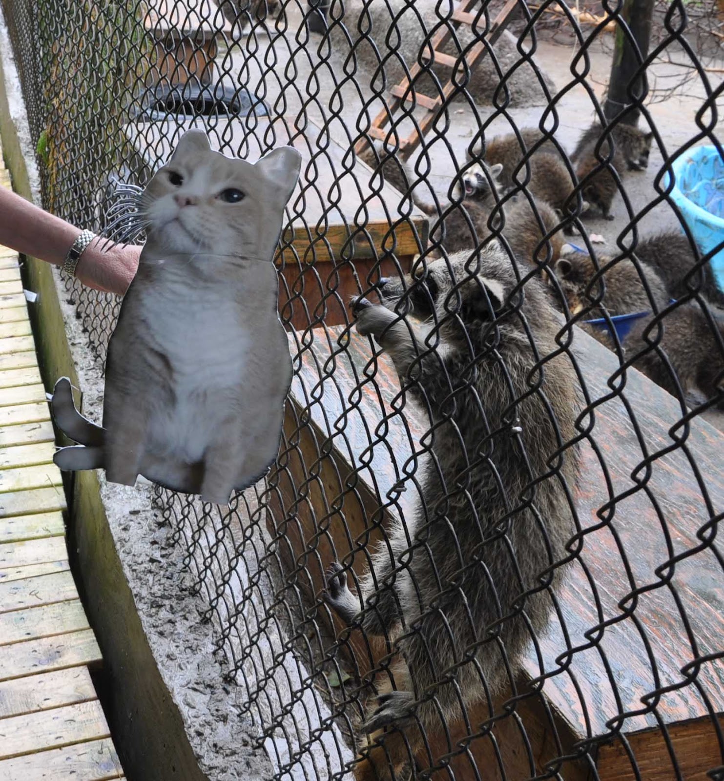 Friends FurEver Flat Tamir Hope for Wildlife