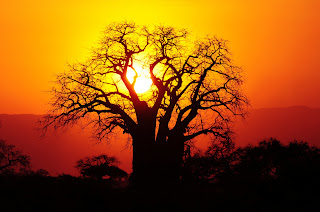 Pohon Baobab, Tampak Seperti Pohon Terbalik