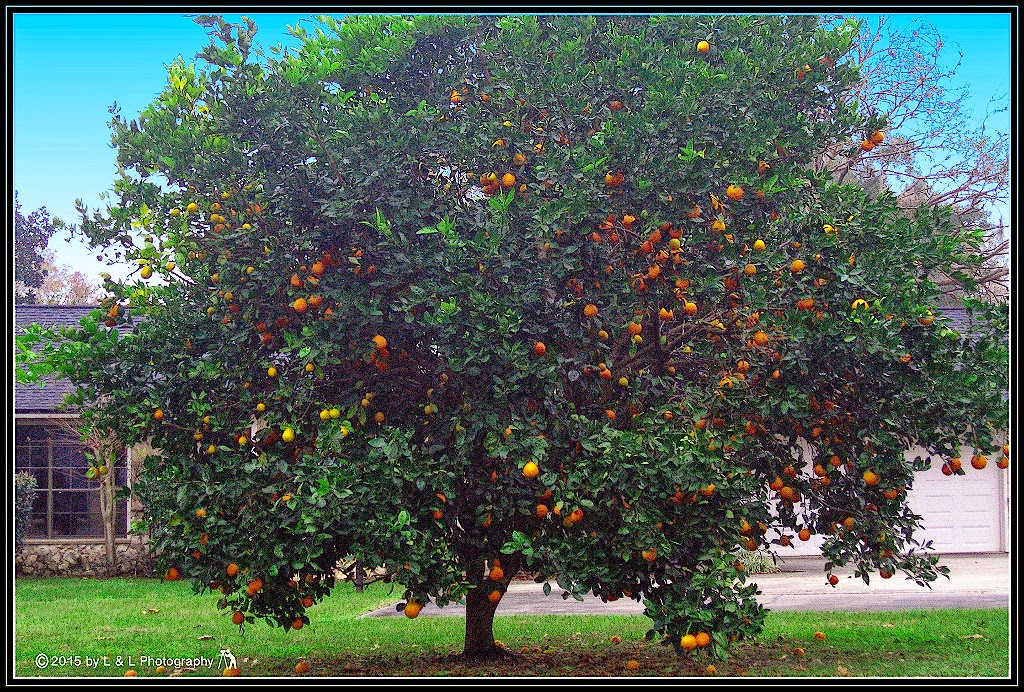 Ocala, Central Florida & Beyond Orange tree
