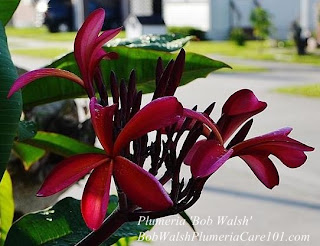 Plumeria 'Bob Walsh' Plumeria 'Bob Walsh'