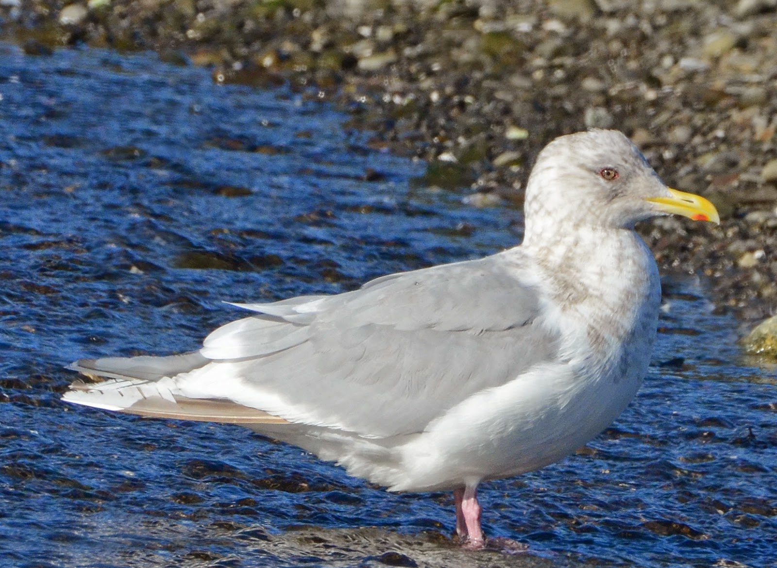 Bird Hybrids American Herring Gull x Glaucouswinged Gull