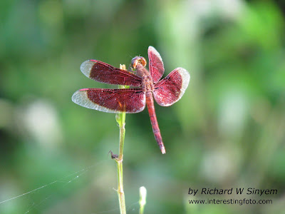 Red Grasshawk Dragonfly - Neurothemis fluctuans
