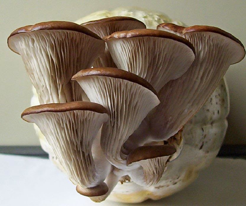 Grow your own mushrooms Oyster Mushroom Cultivation In Plastic Bottles