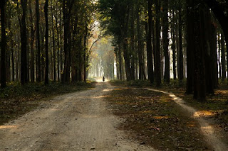 Khairbari Forest Road