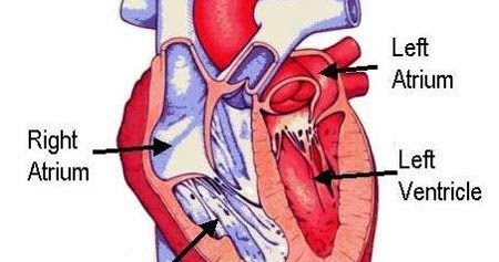 Pathways Medical Assisting: Respiratory System