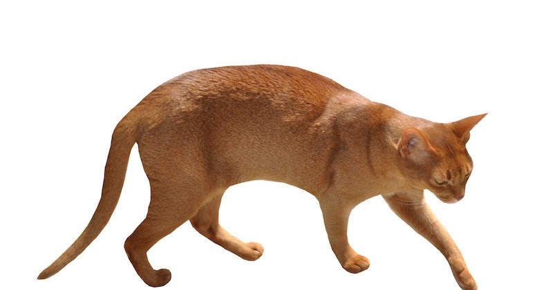 Free Cat Images: free walking cat and cat arching her back png - freebie