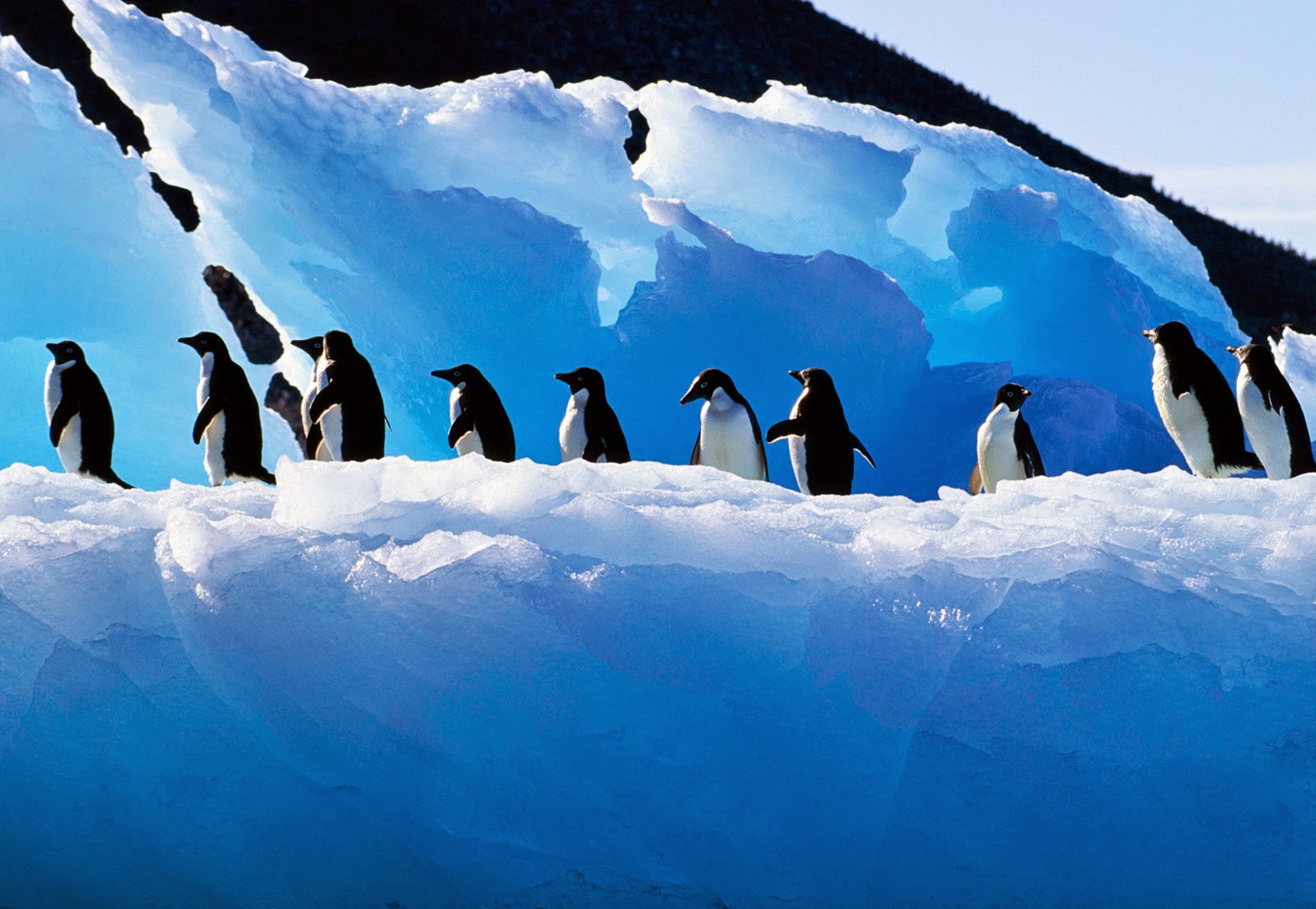 Adelie Penguin Fresh Hd Wallpapers 2014-15 | Top hd animals wallpapers