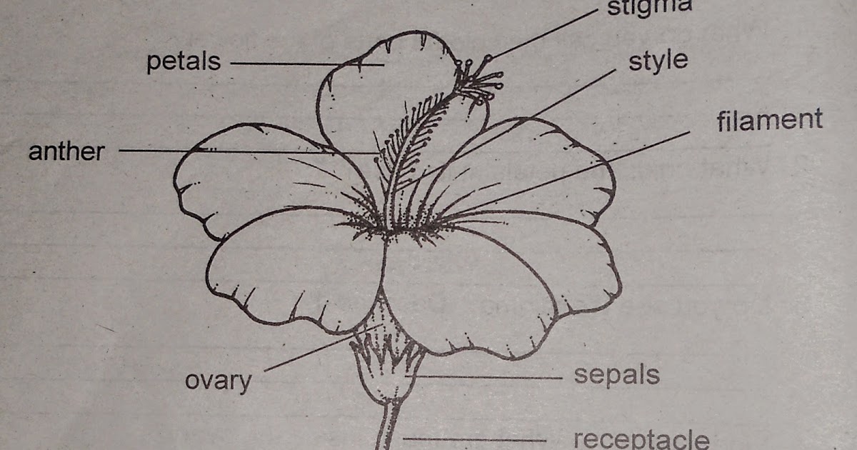 LIGHT IN SCIENCE 4: Unit 3 Lesson 1: Flower