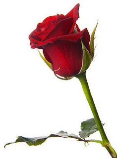 Rosas rojas - Imágenes - botón de rosa roja sobre fondo blanco