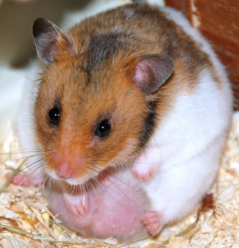Macam mana nak tahu hamster kita sedang pregnant (mengandung) ek? Macam mana nak tahu hamster kita sedang pregnant (mengandung) ek?
