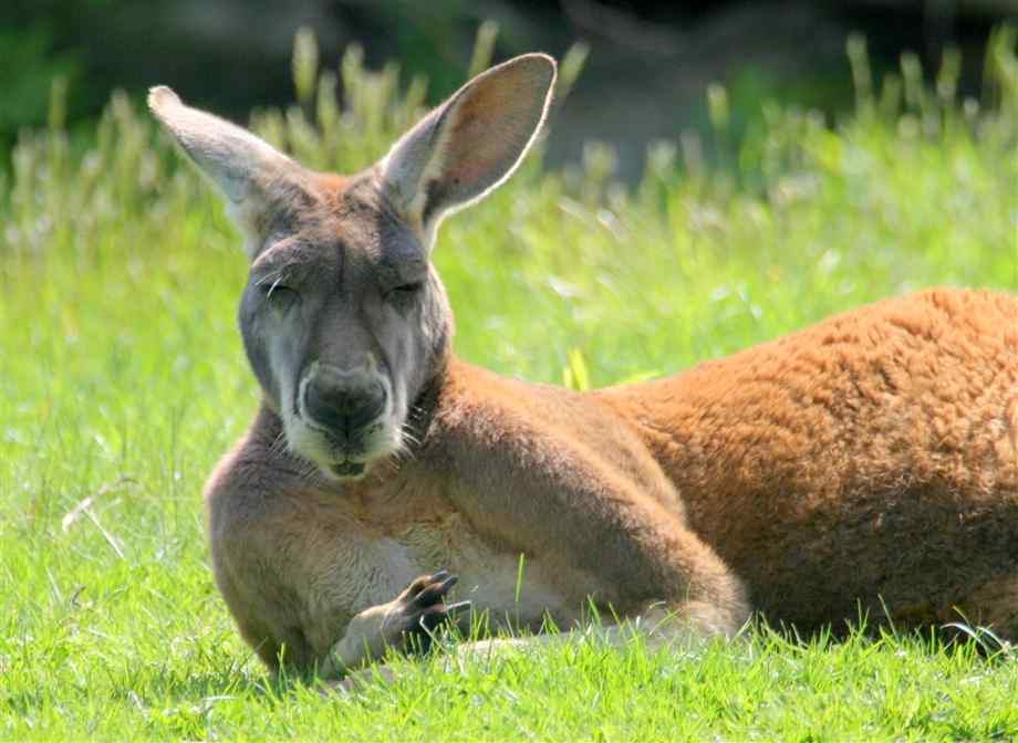 kangeroo kangeroo