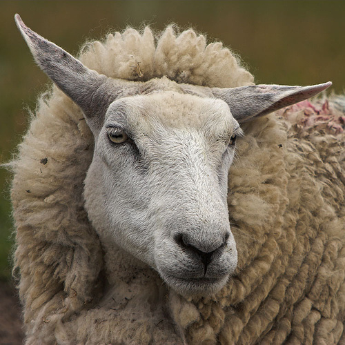 Massive Sheep