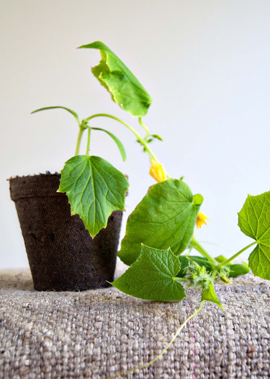 How to Grow Bigger Seed Starts {tutorial} Averie Lane How to Grow