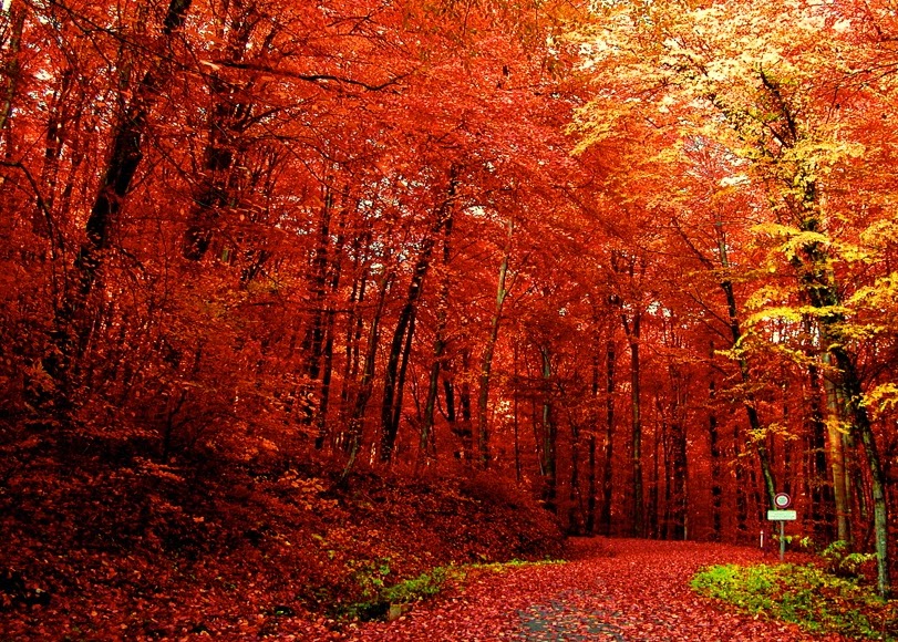 joie de vivre 5 things i love fall edition joie de vivre 5 things i love fall edition