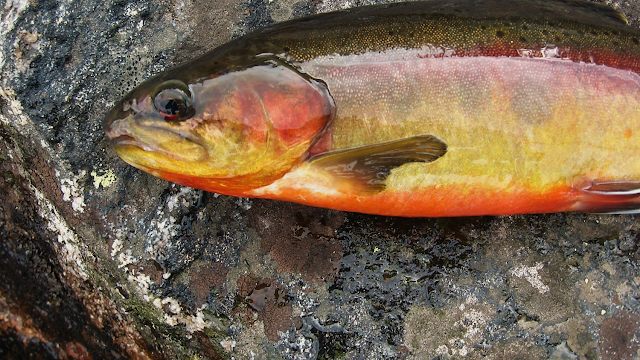 TroutVice