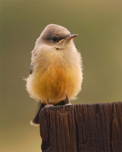 En Güzel Kuş Resimleri