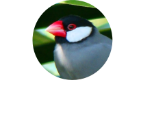 Java Central