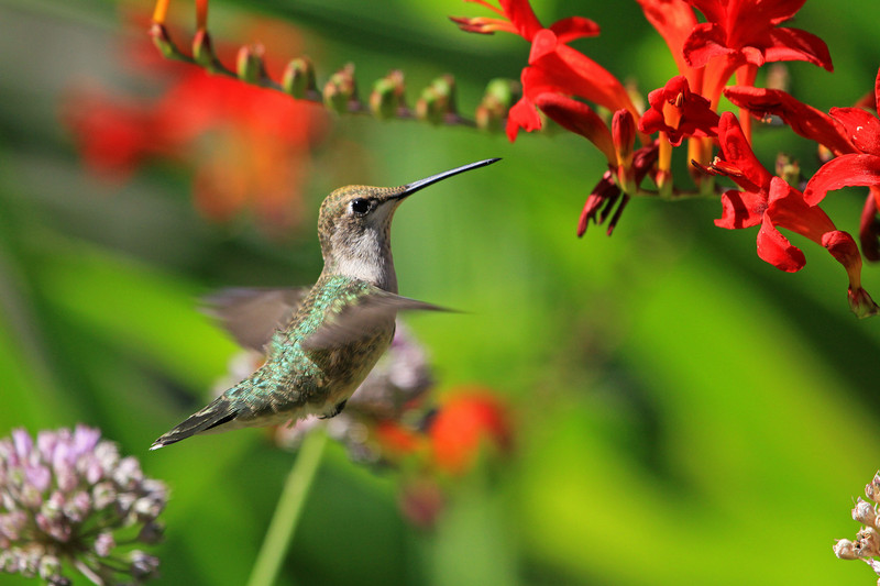 hummingbirds and sphinx moths phillip s natural world hummingbirds and sphinx moths phillip s natural world