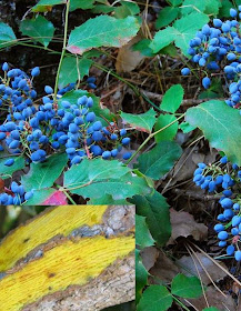 Oregon Grape Root Plant for Aquarium Fish Medication