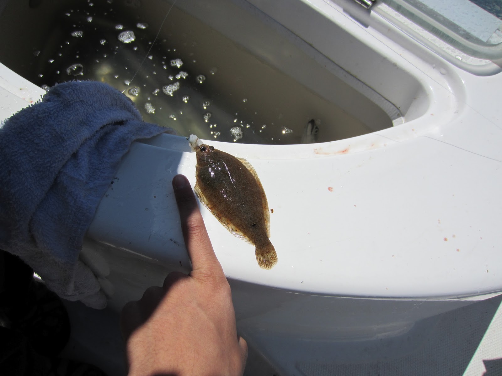 See What I See, From My Perspective Baby Halibut!!!