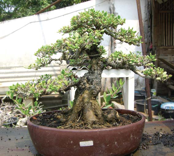 bunga bonsai