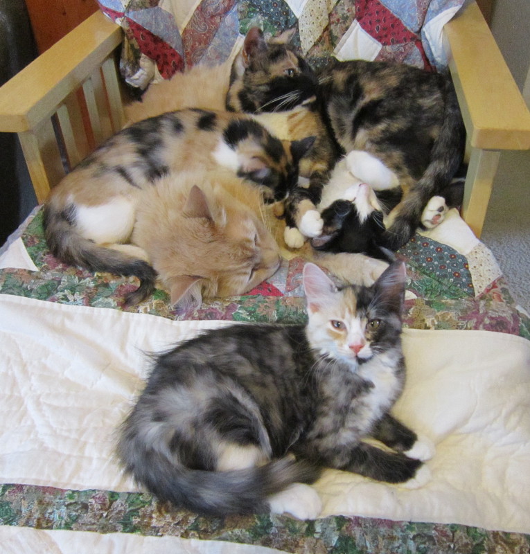 Missy's Homemaking Adventures Feline Friday Cat Pile