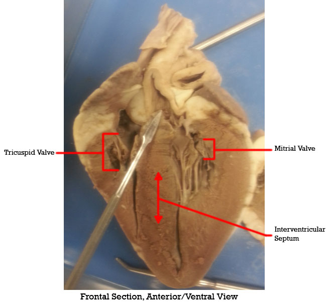 Duda's Epic Quest To Epicness: Gross Anatomy of the Internal Mammalian
