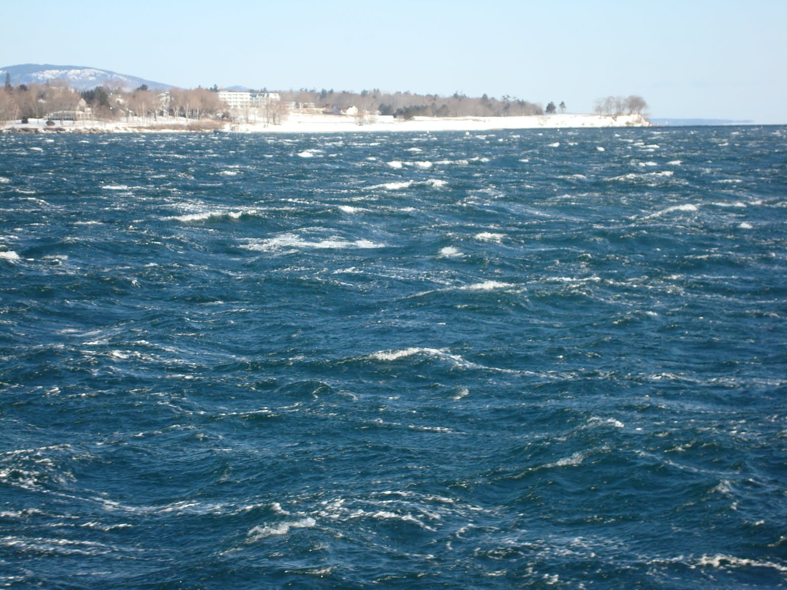 Marine Animal Rescue Team Blog