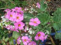 poemas+primavera imagen flores primavera