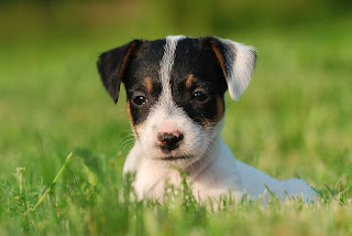 Jack Russell Puppy Images