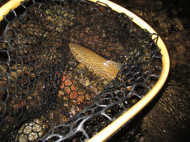 brown+in+the+net.JPG