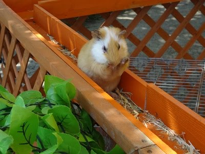 福岡市動物園ブログ 無料シャトルバスzooバス乗り場で動物ふれあい広場を開催しています