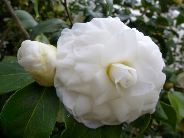 Camelia japónica 'Alba Plena' Camelia japónica 'Alba Plena'