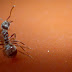 lonely ant