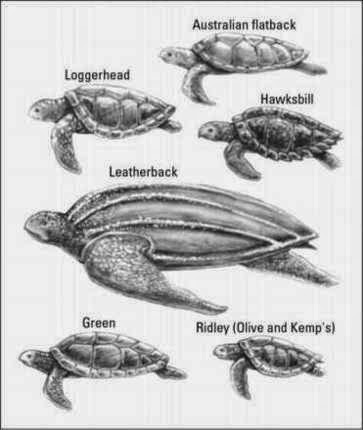 Sea Turtle Size Chart