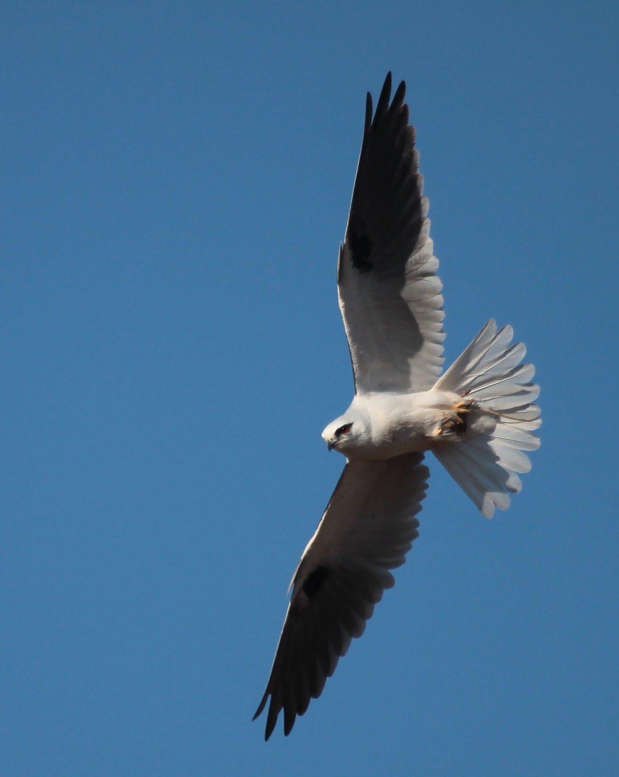 Black Shouldered Kite