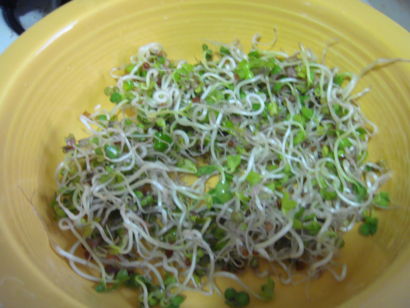 Vegan Dance if you want to. Kaiware avocado sushi