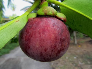Buah Manggis Buah Manggis
