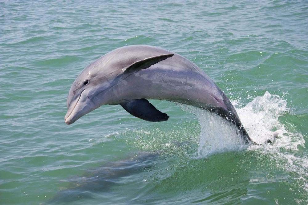 Florida Image Tools Photographing Dolphins on Florida's Gulf Coast