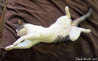 cat sleeping, funny flying cat, cat dreaming flying sleep, funny cat sleep