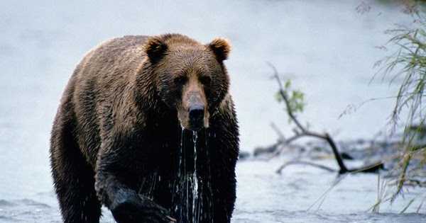 animals adaptations for survival: Brown Bear