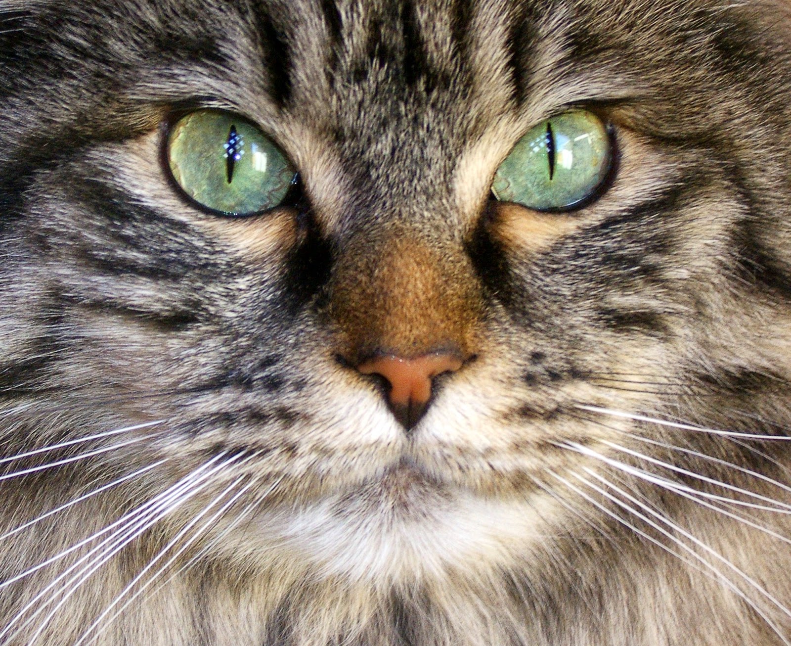 If They Could Talk: Can Your Cat's Eyes Change Color?