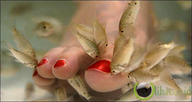 Digigit Ikan Digigit Ikan